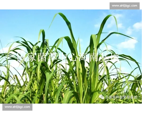 沼气VS传统能源的效率成本与绿色发展综合对比研究前景分析路径